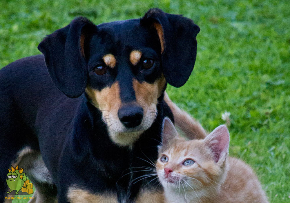 Cat and a dog